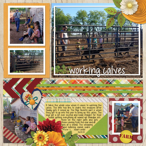 Working Calves