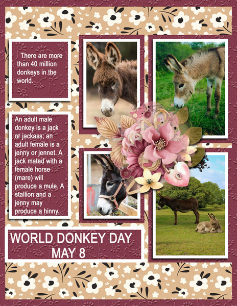 WORLD DONKEY DAY