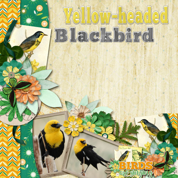 Yellow-headed_Blackbird_small