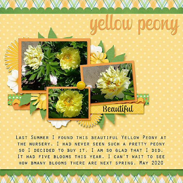 Yellow Peony