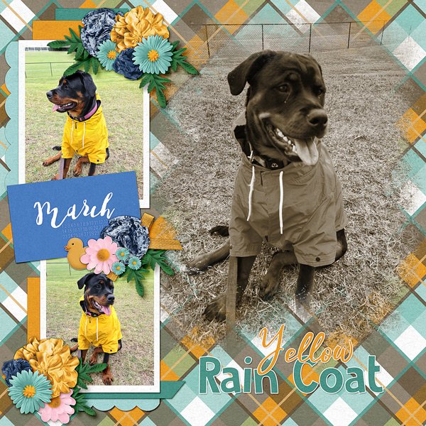 Yellow Raincoat