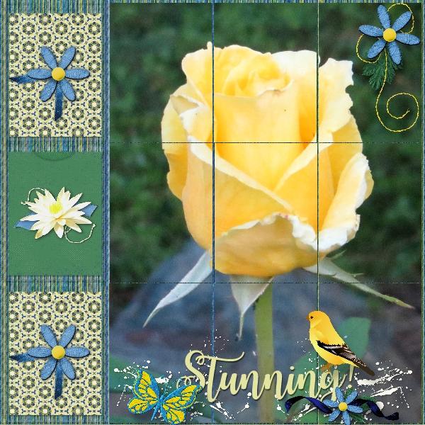 Yellow Rose