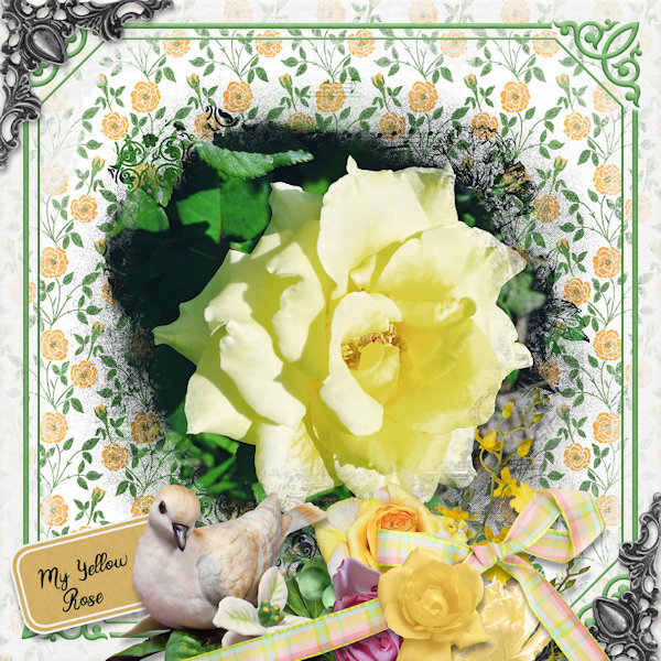 Yellow Rose