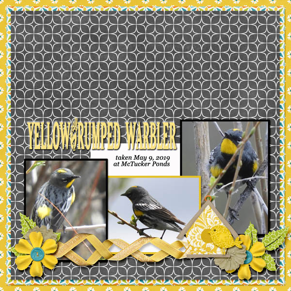 Yellow-rumped_Warbler_1_small