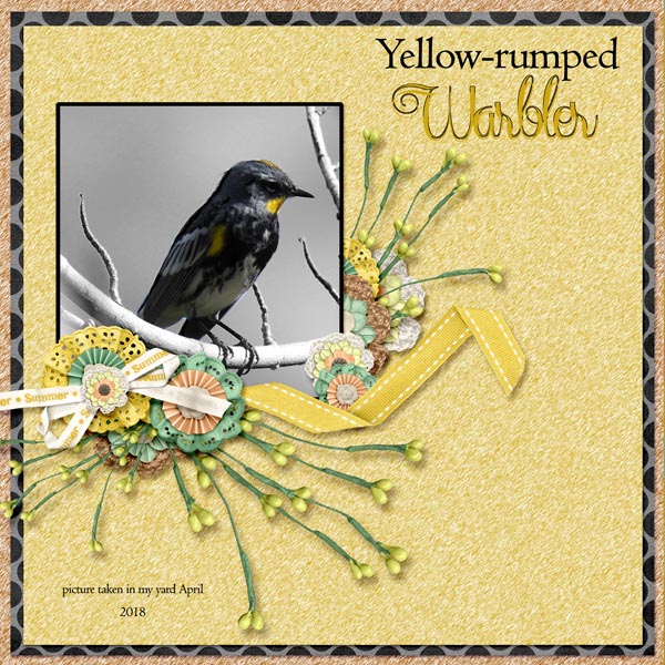 Yellow-rumped_Warbler_small