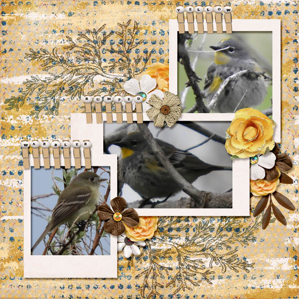 Yellow-rumped_Warbler_small1