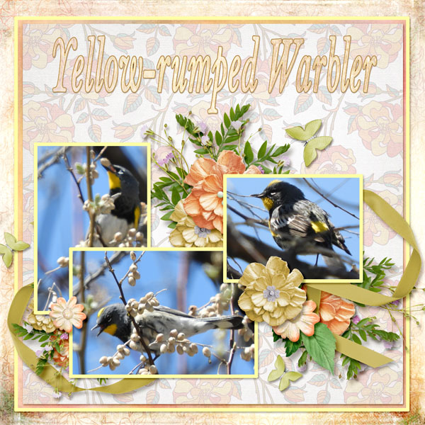 Yellow-rumped_Warbler_small2