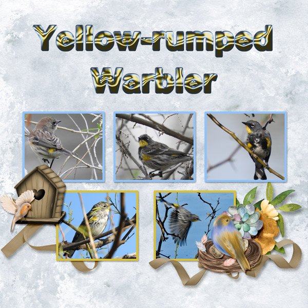 Yellow-rumped_Warbler_small3