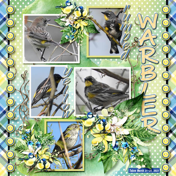 Yellow-rumped_Warbler_small4