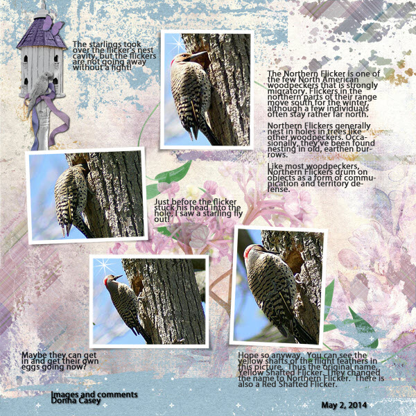 Yellow Shafted Flicker