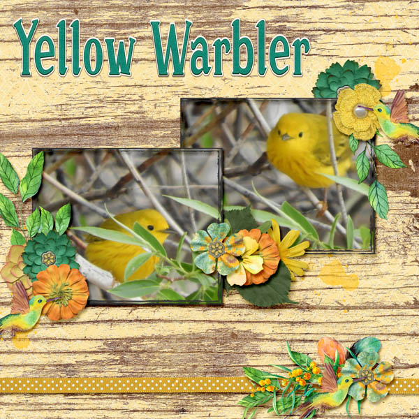 Yellow_Warbler_2018_July