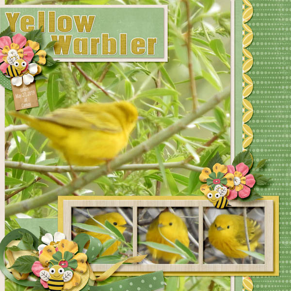 Yellow_Warbler_Busy_Bees