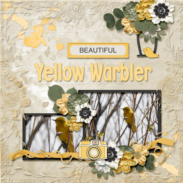 Yellow_Warbler_small