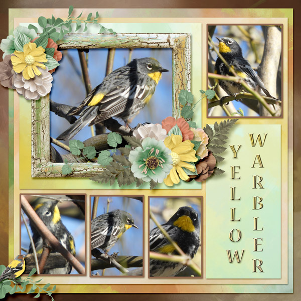 Yellow_Warbler_small2