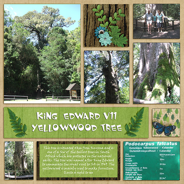 Yellowwood tree_11thBirthday_Bingo