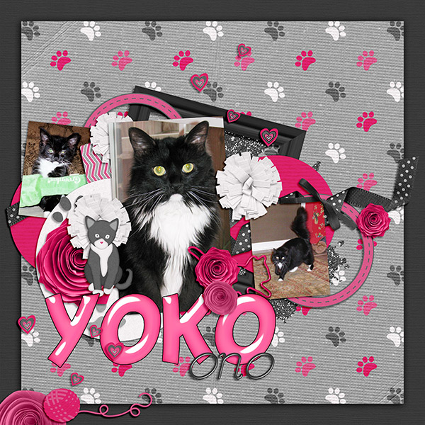 Yoko kitty
