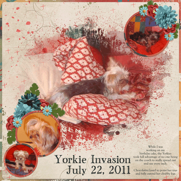 Yorkie Invasion July 22 2011