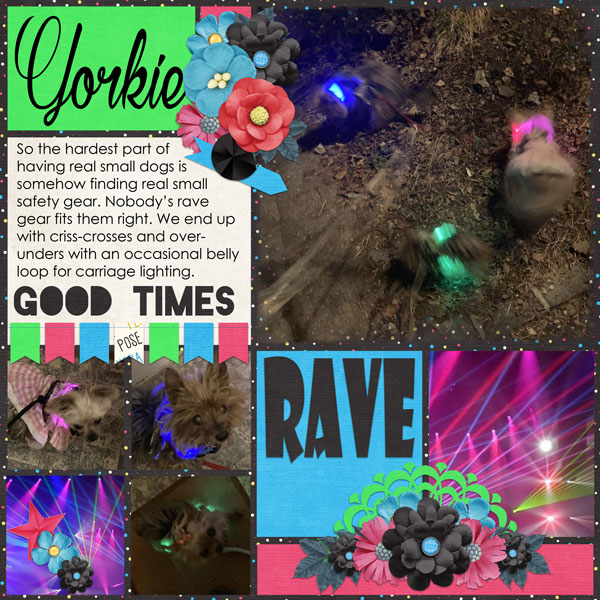 Yorkie Rave