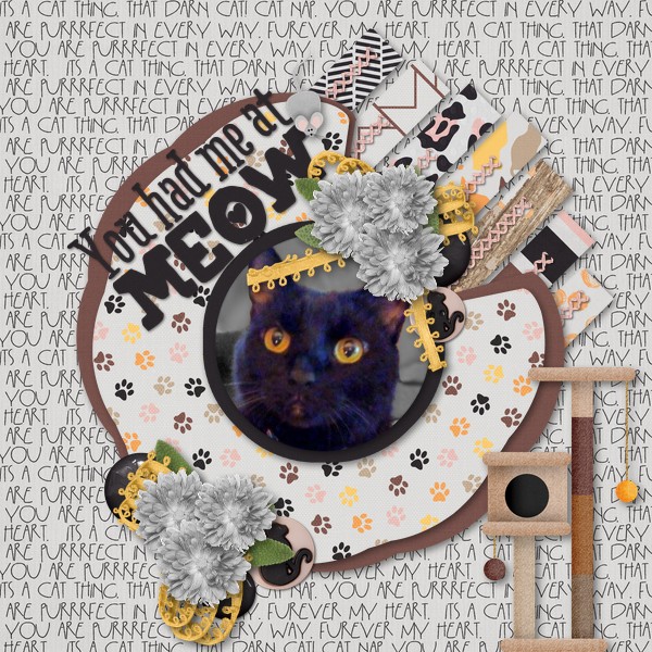 You Had Me at Meow