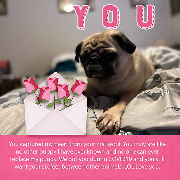 You my Puggy