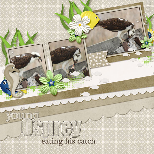Young_Osprey_find_the_fish