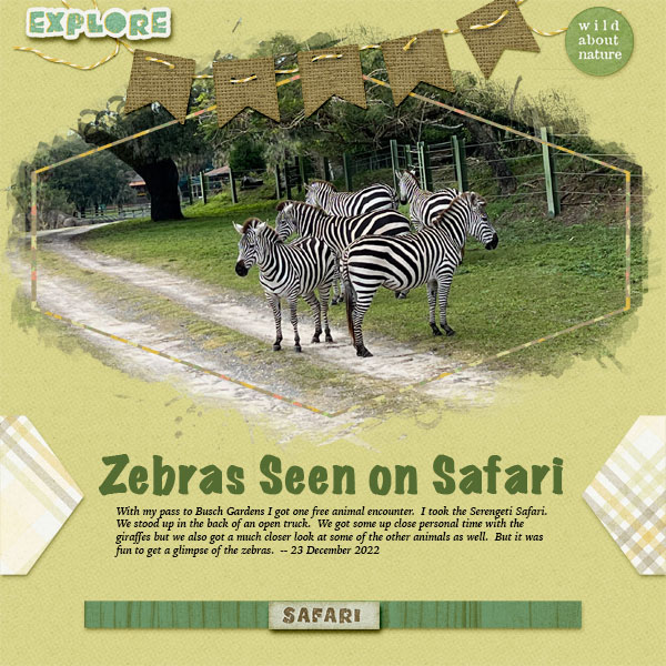 Z is for Zebra
