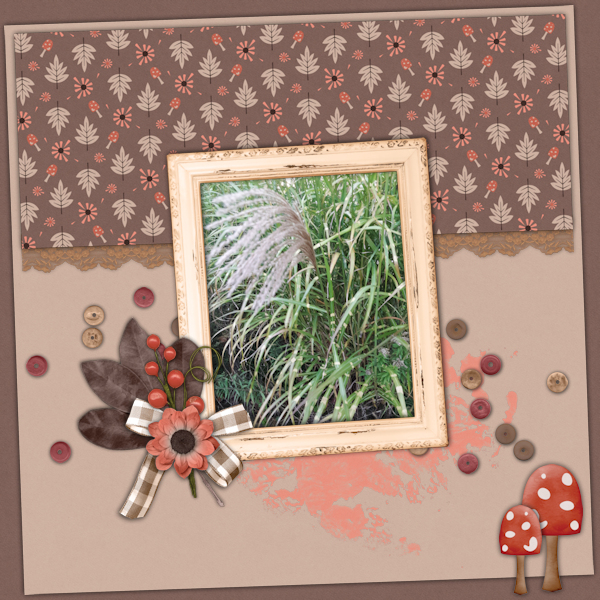 Zebra Grass 2