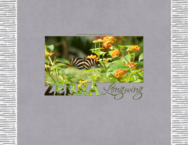 Zebra Longwing