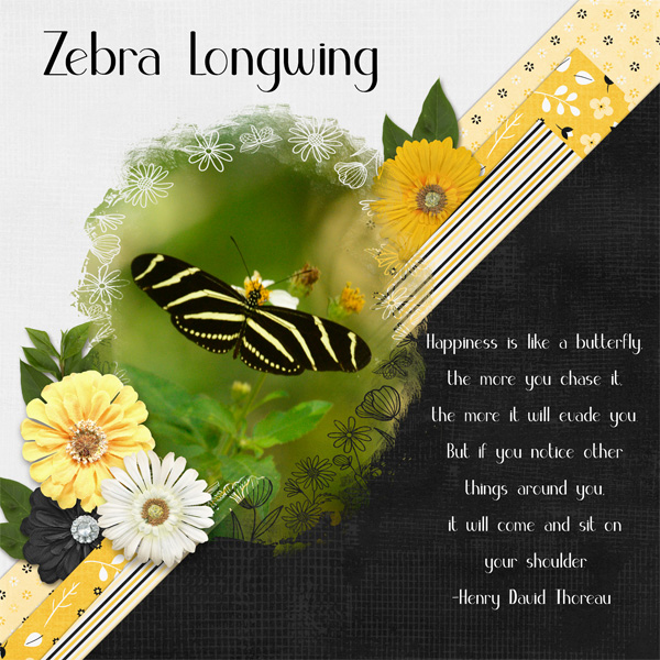 Zebra Longwing
