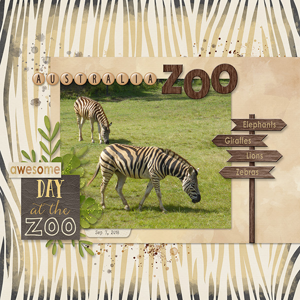 Zebras in Australia Zoo