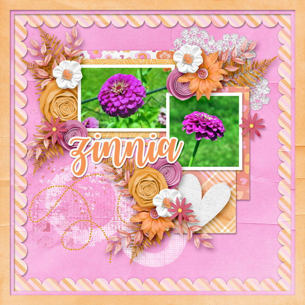 Zinnia