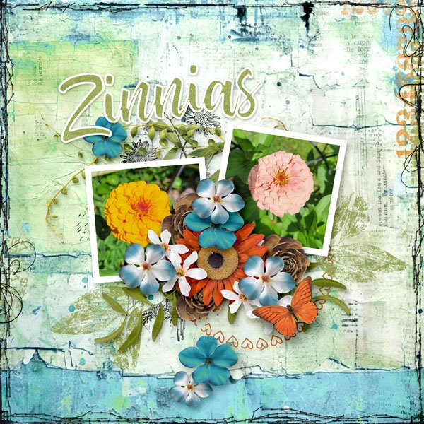Zinnias 2026