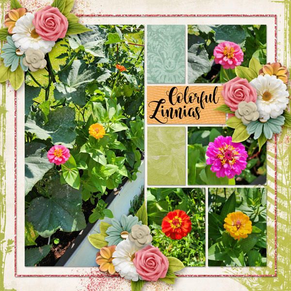 Zinnias