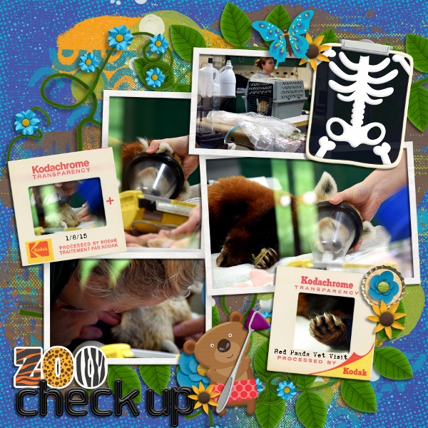 Zoo Check Up