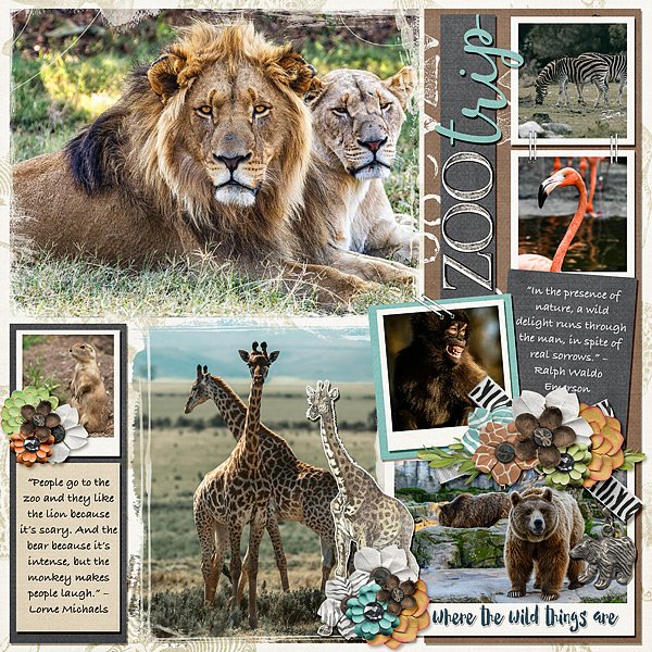 Zoo Trip