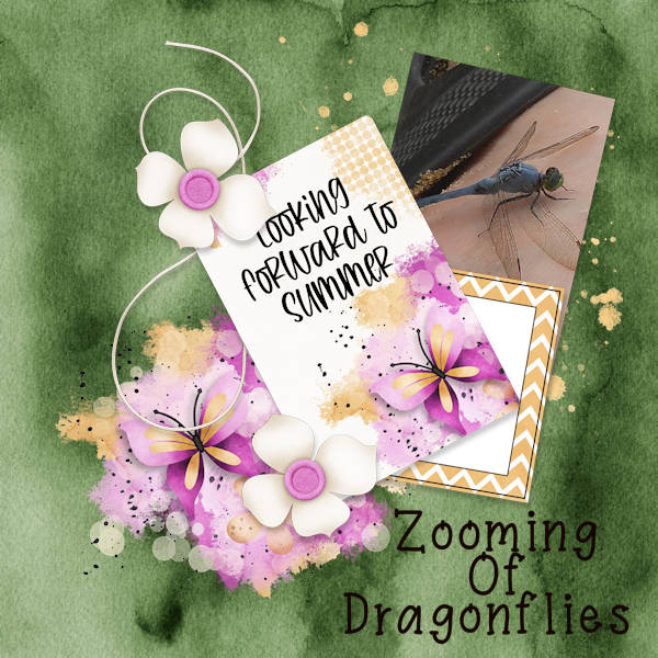 Zooming Dragonflies